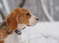 Beagle dog walking in the winter snowy forest Royalty Free Stock Photo