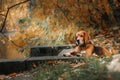 Dog Beagle walking in autumn park