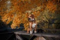 Dog Beagle walking in autumn park