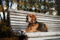 Dog Beagle walking in autumn park