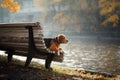 Dog Beagle walking in autumn park