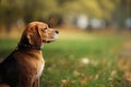 Dog Beagle walking in autumn park