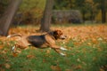 Dog Beagle walking in autumn park