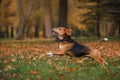 Dog Beagle walking in autumn park