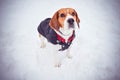 Dog Beagle Winter Vacaresti Delta Bucharest