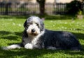 Dog, bearded collie