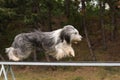 Dog Bearded Collie in agility balance beam.