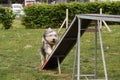 Dog Bearded Collie in agility balance beam.