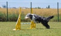 Dog bearded collie is jumping over the hurdles.