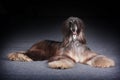 Dog beautiful Afghan hound