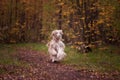 Dog, beautiful Afghan hound, running along the autumn path