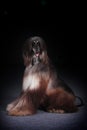 Dog beautiful Afghan hound