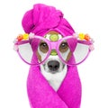 Dog with a beauty mask wellness spa Royalty Free Stock Photo