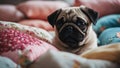 dog in bed forlorn pug puppy with big, soulful eyes, sitting amidst a pile of soft, colorful pillows,