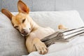 Dog in bed with newspaper Royalty Free Stock Photo