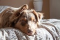 A dog on the bed.