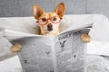 Dog in bed reading newspaper Royalty Free Stock Photo