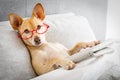 Dog in bed reading newspaper Royalty Free Stock Photo