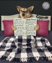 Dog in bed reads newspaper Royalty Free Stock Photo