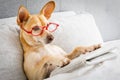 Dog in bed reading newspaper Royalty Free Stock Photo