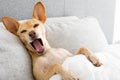 Yawning dog in bed Royalty Free Stock Photo