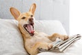 Yawning dog in bed with newspaper Royalty Free Stock Photo