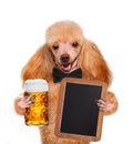 Dog with beer