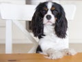 Dog begging for food Royalty Free Stock Photo