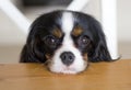 Dog begging for food Royalty Free Stock Photo