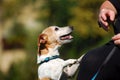 Dog begging for food Royalty Free Stock Photo