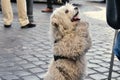 A Dog Begging for Food in the Streets of Rome.