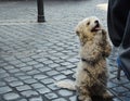 A Dog Begging for Food in the Streets of Rome.