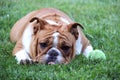 Dog begging to play Royalty Free Stock Photo