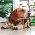 A beagle Dog cute beagle dog lies on floor. closeup Beagle dog