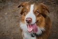 Dog begs for food. Beautiful young brown happy Australian Shepherd with tongue hanging out portrait close up. View from Royalty Free Stock Photo