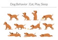 Dog Behavior Set, Eat, Play, Sleep Concept Royalty Free Stock Photo