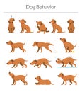 Dog Behavior Set Royalty Free Stock Photo