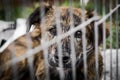 Dog behind bars Royalty Free Stock Photo