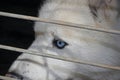 Dog behind bars with blue eyes Royalty Free Stock Photo