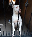 Dog behind bars White american pit bull