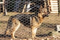 Dog behind fence Royalty Free Stock Photo