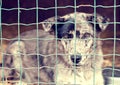 Dog behind a fence Royalty Free Stock Photo