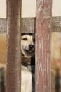 Dog behind fence Royalty Free Stock Photo