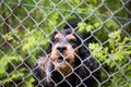 Dog behind fence Royalty Free Stock Photo