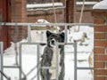 dog behind a fence in winter protects the house Royalty Free Stock Photo