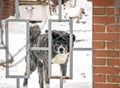 Dog behind a fence in winter protects the house Royalty Free Stock Photo