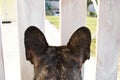 Dog behind a white fence