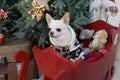 dog of beige color of the chihuahua breed in a red wooden sled

Ã¯Â¿Â¼ Royalty Free Stock Photo