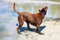 A dog being attacked by horseflies by the water