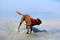 A dog being attacked by horseflies by the water